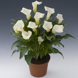 Calla 'Alaska®'