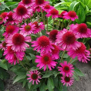 Echinacea 'Pink Fascinator'