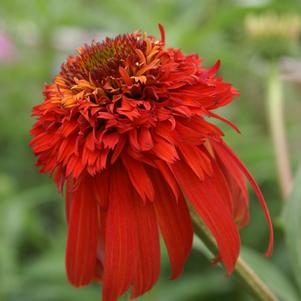 Echinacea 'Cone-fections™ Hot Papaya'