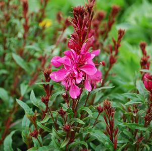 Gaura lindheimeri 'Gaudi™ Red'