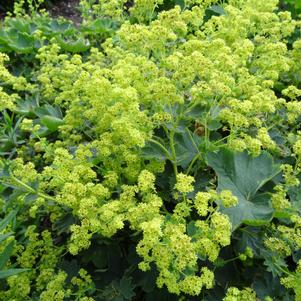 Alchemilla sericata 'Gold Strike'