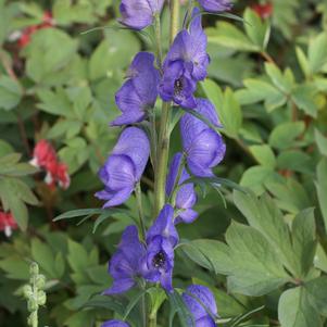 Aconitum napellus