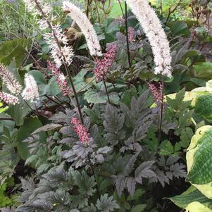 Cimicifuga ramosa 'Brunette'