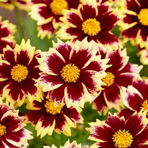 Coreopsis grandiflora 'Solar Fancy'