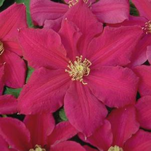 Clematis 'Ernest Markham'