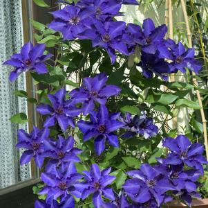 Clematis 'The President'