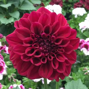 Dahlia 'GoGo Purple'