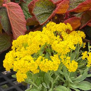 Alyssum saxatile 'Gold Kobold'