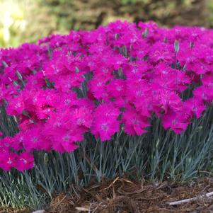 Dianthus 'Star Single™ Neon Star Improved'