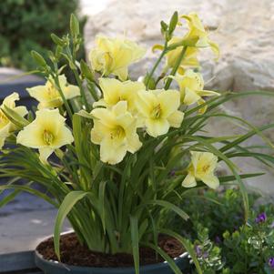 Hemerocallis 'Fragrant Returns'