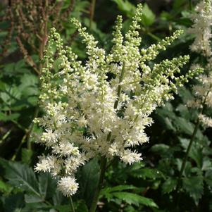 Astilbe chinensis 'Vision in White'