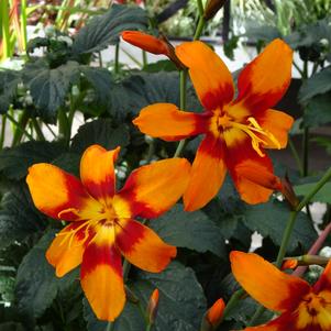 Crocosmia 'Emily McKenzie'