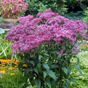 Eupatorium dubium 'Baby Joe'