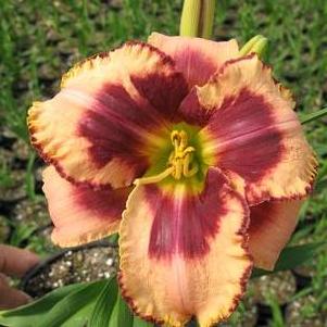 Hemerocallis 'Daring Deception'