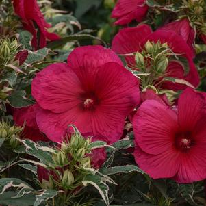 Hibiscus 'Summer Carnival'