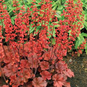 Heuchera 'Cherry Cola'