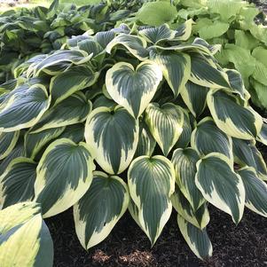 Hosta 'Fantabulous'