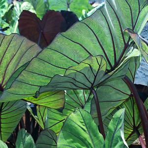 Elephant Ears - Colocasia 'Royal Hawaiian® Blue Hawaii'