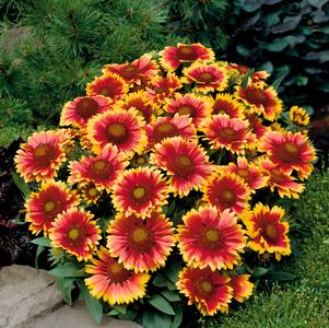 Gaillardia aristata 'Arizona Sun'