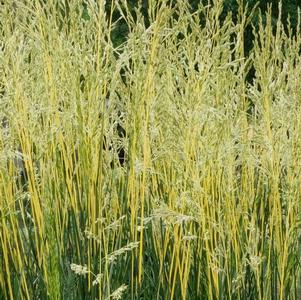 Festuca 'Glow Sticks'