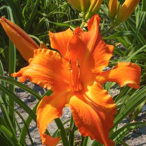 Hemerocallis 'Primal Scream'