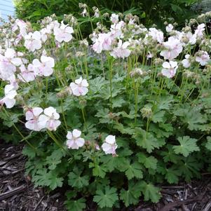 Geranium cantabrigiense 'St. Ola'