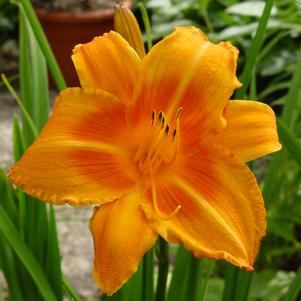 Hemerocallis 'Rocket City'