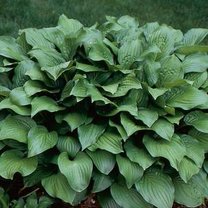 Hosta 'Royal Standard'