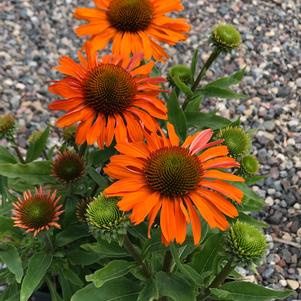 Echinacea 'PRIMA™ Saffron'