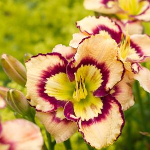 Hemerocallis 'Spacecoast Sea Shells'