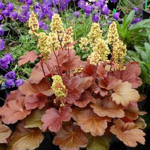 Heuchera 'Little Cutie™ Blondie'