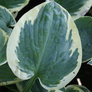 Hosta 'Snow Cap'