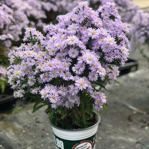 Aster 'Kickin® Lavender'