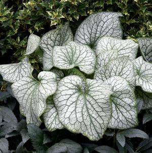 Brunnera macrophylla 'Alexander's Great'