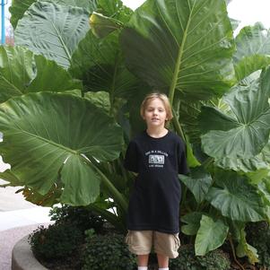 Elephant Ears - Alocasia odora