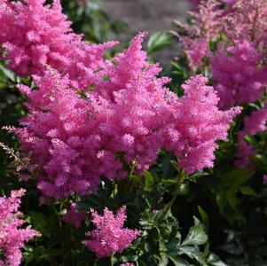 Astilbe 'Music™ Honky Tonk'