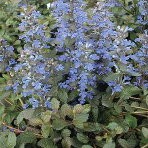 Ajuga reptans 'Metallica Crispa'