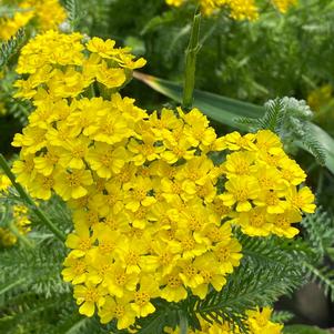 Achillea millefolium 'Desert Eve™ Yellow'