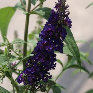 Buddleia davidii 'Black Night'