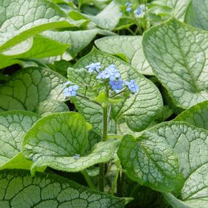 Brunnera macrophylla 'Jack Frost'