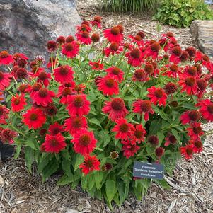 Echinacea 'Sombrero® Salsa Red'