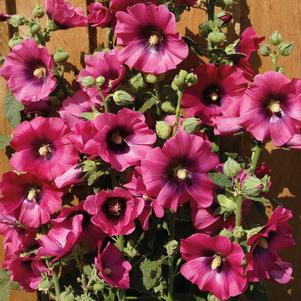 Alcea rosea 'Halo™ Cerise'