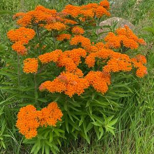 Asclepias tuberosa