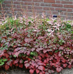 Astilbe arendsii 'Color Flash'