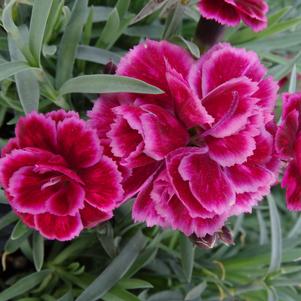 Dianthus 'Everlast™ Burgundy Blush'