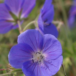 Geranium 'Brookside'