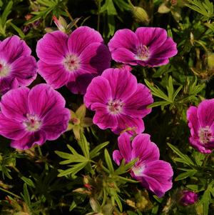 Geranium sanguineum 'Elke'