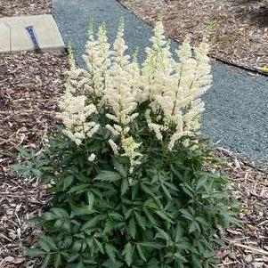 Astilbe arendsii 'Happy Spirit'