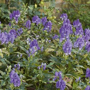 Aconitum carmichaelii 'Arendsii'