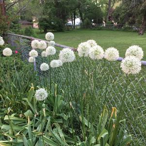 Allium 'Mount Everest'